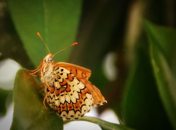 Close-up of butterfly pollinating flower