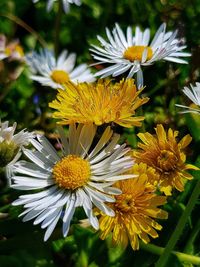 Close-up of white daisy flower