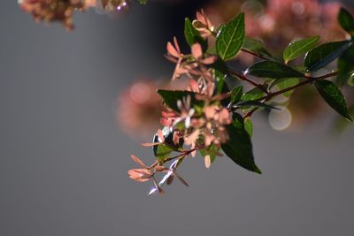 Close-up of flowers growing on tree