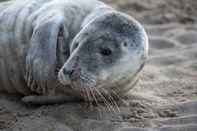 Close-up of a seal on sand