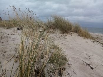 Scenic view of beach against sky