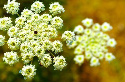 Close-up of white flowers