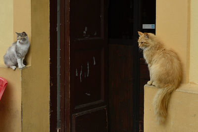 Cat sitting on door