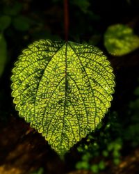 Close-up of fresh green leaves