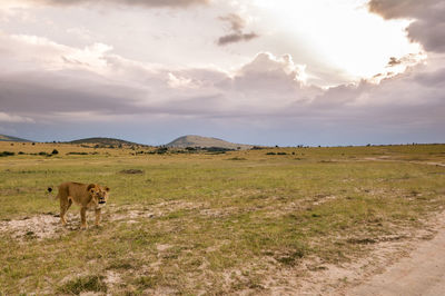 Horse grazing on mountain against sky