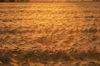 Full frame shot of crops on field