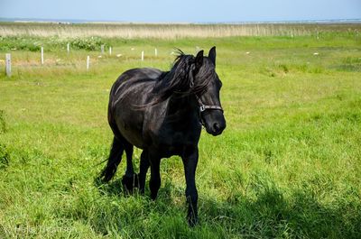 Horse on field