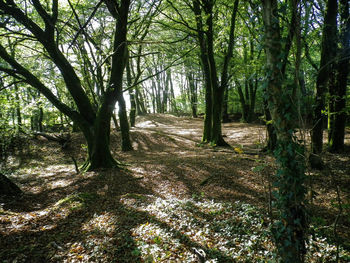 Trees growing in forest