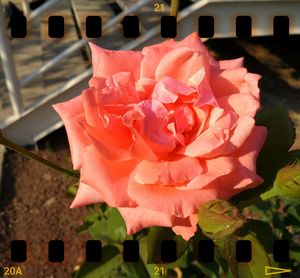 Close-up of pink rose blooming outdoors