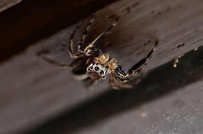 Close-up of jumping spider salticidae