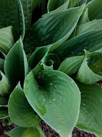 Full frame shot of succulent plant