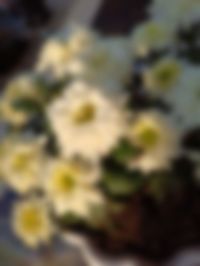 Close-up of blurred background