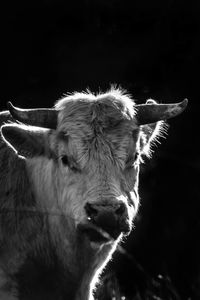 Close-up of cow