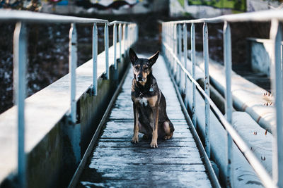 Portrait of dog sitting on railing
