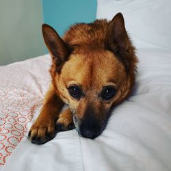 Portrait of dog resting on bed at home