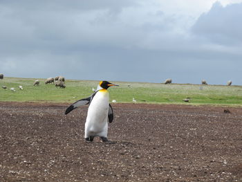 View of birds on field against sky