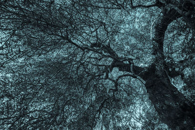 Low angle view of bare trees in forest