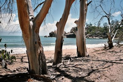 Trees on beach against sky