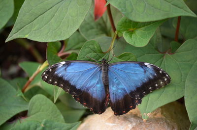 Close-up of butterfly perching on leaf