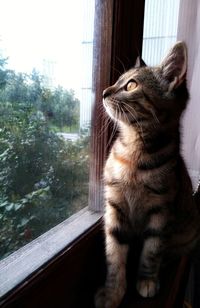 Cat looking through window