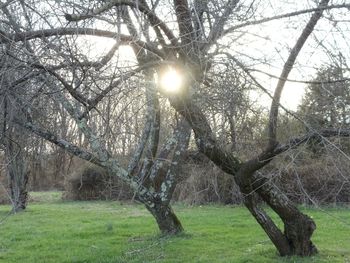 Sun shining through trees on grassy field