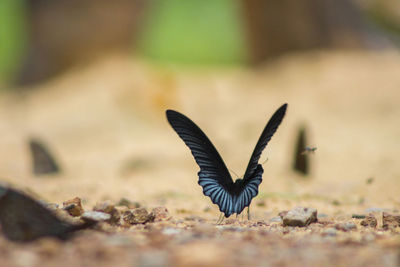 View of butterfly