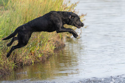 Portrait of a pedigree black labrador jumping into the water