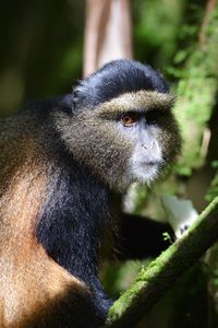 Close-up of black sitting on tree in forest