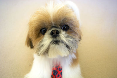 Close-up portrait of a dog