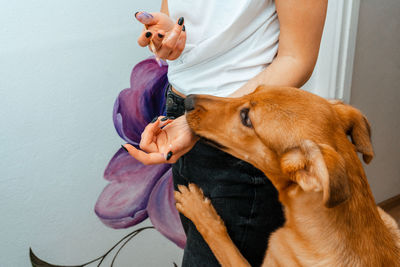 Midsection of woman with dog standing against purple