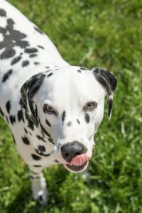 Close-up portrait of dog