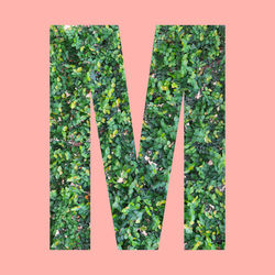 Close-up of green plants against wall