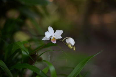 Close-up of white flowers blooming outdoors