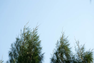 Low angle view of trees against clear blue sky