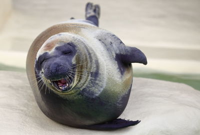 Seal in the aquarium iv