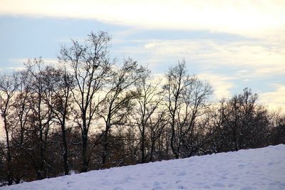 Bare trees on snow covered landscape