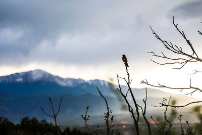 Bird perching on bare tree against sky