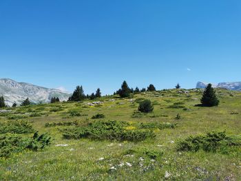Scenic view of field against clear blue sky