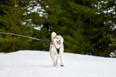 Running husky dog on sled dog racing. winter dog sport sled team competition. siberian husky dog