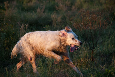 View of a dog running on field