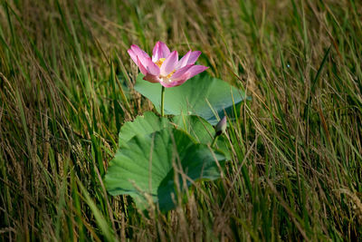 Close-up of pink flowering plant on field