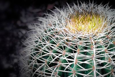 Close-up of cactus