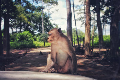 Monkey sitting in a forest