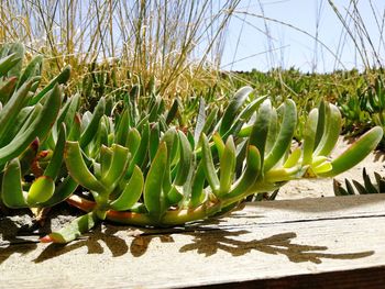 Close-up of succulent plant on field against sky