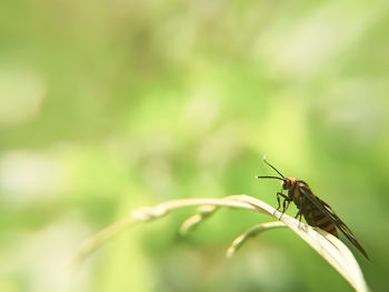 Close-up of insect