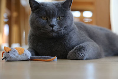 Close-up portrait of cat at home