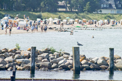 Seagull perching on wooden post in front of people at beach