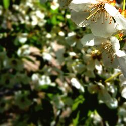 Close-up of flower tree