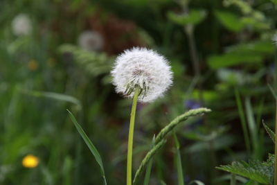 Close-up of dandelion flower