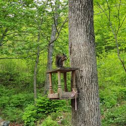 Monkey in a forest